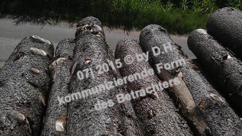 picture of tree trunk - Baumstamm